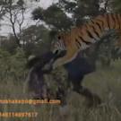 CGAfrica | Gallery Image