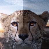 CGAfrica | Gallery Image
