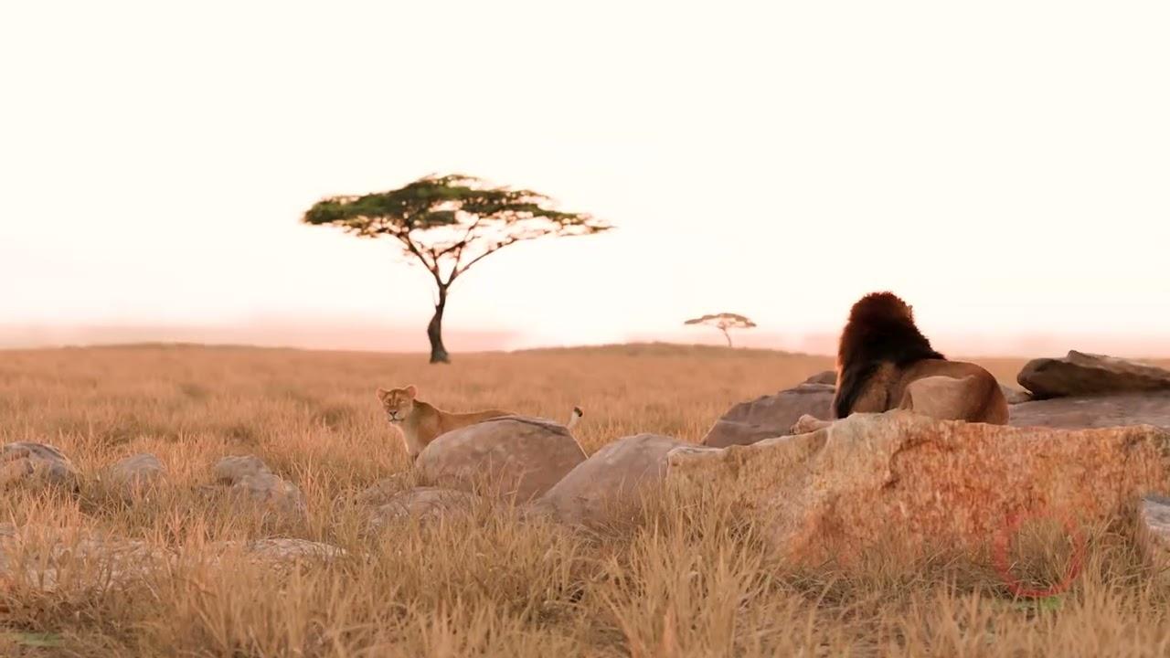 CGAfrica | Gallery Image